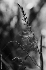 preview bw