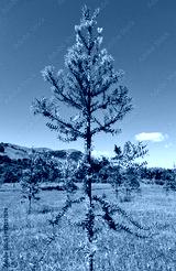 preview cold