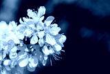 preview cold