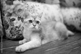 preview bw