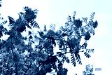 preview cold