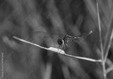 preview bw