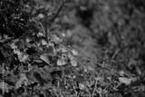 preview bw