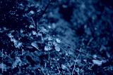 preview cold