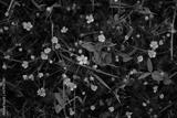 preview bw