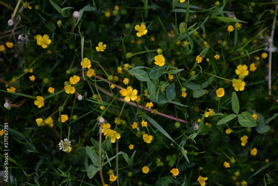 image to crop