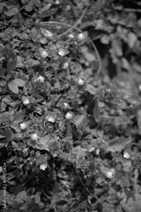 preview bw