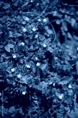 preview cold