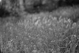 preview bw