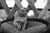preview bw