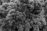 preview bw