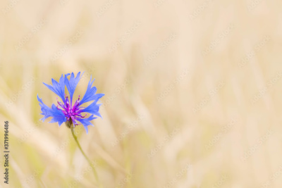 image to crop