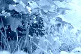 preview cold