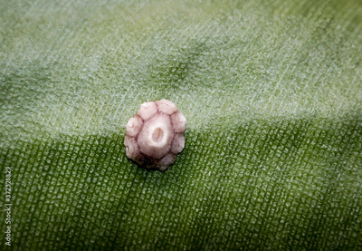 image to crop