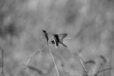 preview bw