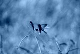 preview cold