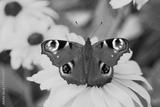 preview bw