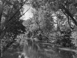 preview bw