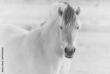 preview bw