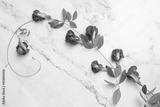 preview bw