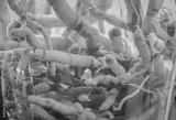 preview bw