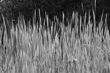preview bw