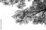 preview bw