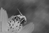 preview bw
