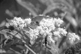 preview bw