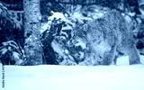 preview cold