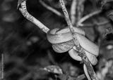 preview bw