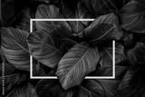 preview bw