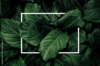 image to crop