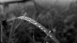 preview bw