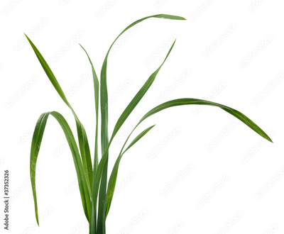 image to crop