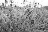 preview bw