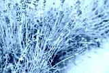 preview cold