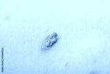 preview cold
