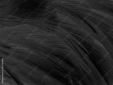 preview bw