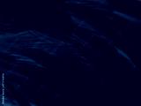 preview cold