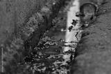 preview bw