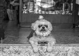 preview bw