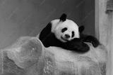 preview bw