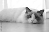 preview bw
