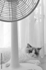 preview bw