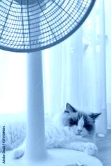 preview cold