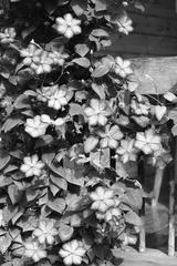 preview bw