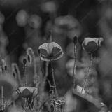preview bw