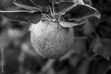 preview bw