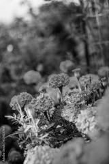 preview bw
